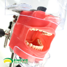 DENTAL02-1(12560) Easy Fixing Dental Phantom Head for Dentisty Colloge, Dental Simulator Unit Teaching Head